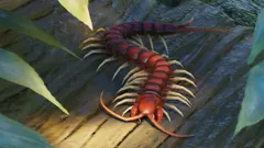Amazonian Giant Centipede