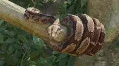 Boa Constrictor
