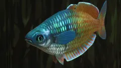 Boeseman's Rainbowfish