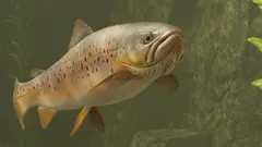 Brown Trout