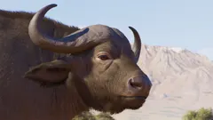 Cape Buffalo