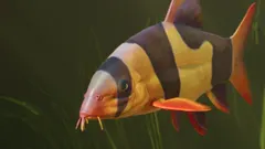 Clown Loach