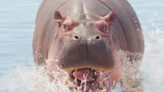 Common Hippopotamus