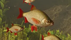 Common Rudd