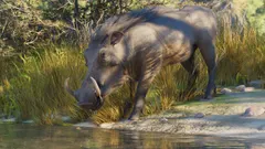 Common Warthog