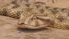 Desert Horned Viper