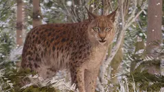 Eurasian Lynx
