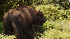 European Bison