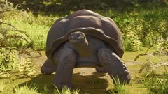 Galápagos Giant Tortoise