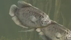 Giant Gourami