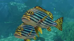 Indian Ocean Oriental Sweetlips