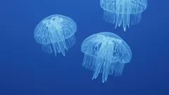 Moon Jelly