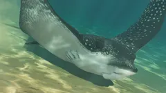Ocellated Eagle Ray