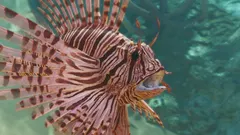 Red Lionfish