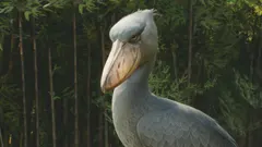 Shoebill