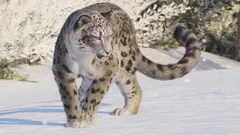 Snow Leopard
