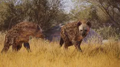 Spotted Hyena
