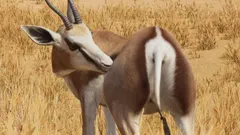Springbok