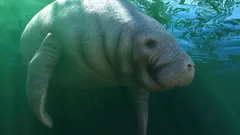 West Indian Manatee