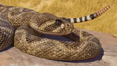Western Diamondback Rattlesnake