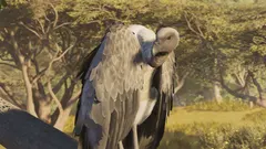 White-Backed Vulture