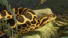 Yellow Anaconda